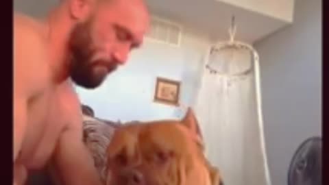 pit bull is a sweet gentle giant. Cute dog