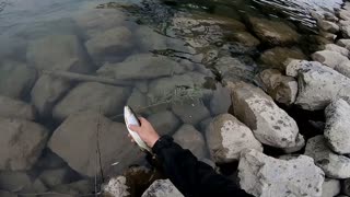 Catching releases trout
