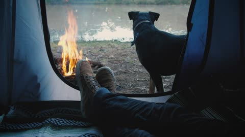 Person inside a tent with dog