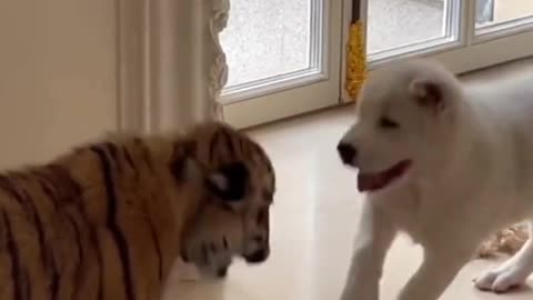 Dog vs baby tiger fight