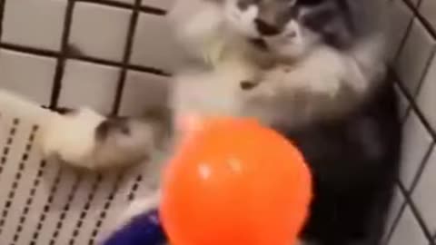 Funny Cat Video xd