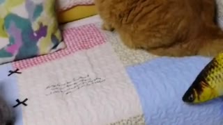 FunnyCatsToday，Funny Fat Cat You Might Never See Before, part20