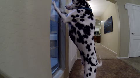 Dalmatian's Super Excited Greeting for Mom