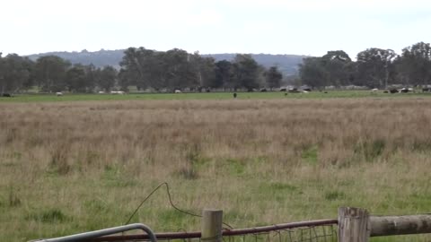 Kangaroos Melbourne Victoria Australia