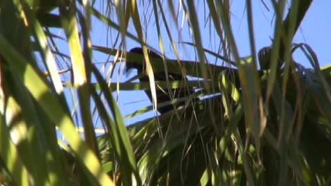 Yacking Bird in a Palm Tree.