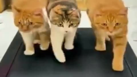 3 cats working out.