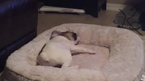 English Bulldog Puppy Attacks Her Bed Every Single Night