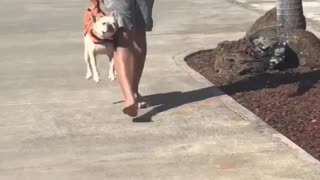 Man Carries Pooch Like a Purse
