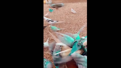 Hand Feeding parrots