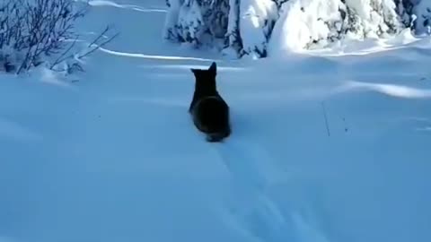 Cutest cattle dog loving the snow