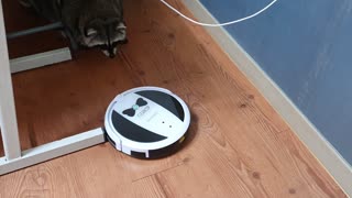 Raccoon observes the robot vacuum cleaner in wonder.
