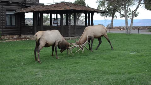 Elk Fighting in the Grand Canyon
