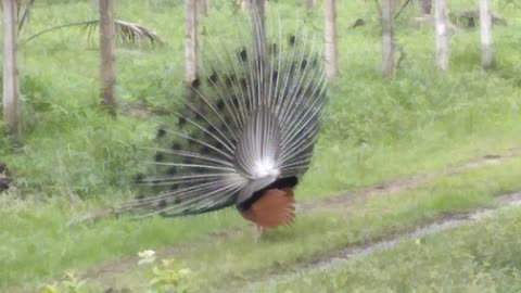 peacock dance in srilanka