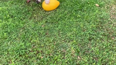 Great Dane Has Jolly Time with Giant Egg