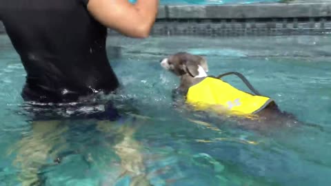 Training Dog Swim