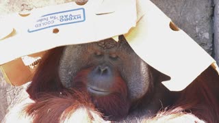 Orangutan Enjoying Lunch