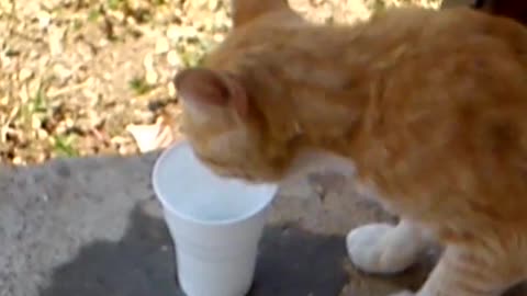 Thirsty Cat enjoying water in hot day