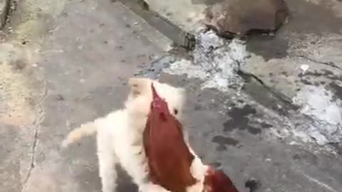 | Chicken VS Dog Fight - Funny Dog Fight Compilation |