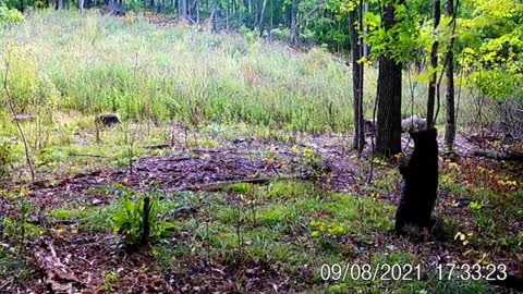 Trail Camera Catches Bear Getting Scratches