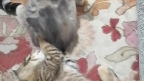 mother cat bullying her baby