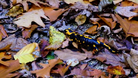 Beautiful fire salamander that you may never see it before