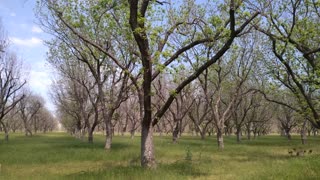 SOLAR ECLIPSE OVER PECAN ORCHARD (8 min)