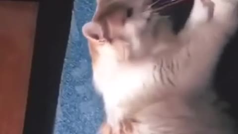 cat playing elastic band, hilarious reaction!