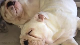 Just two bulldog puppies sleeping