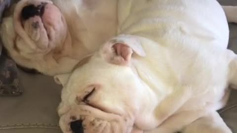 Just two bulldog puppies sleeping