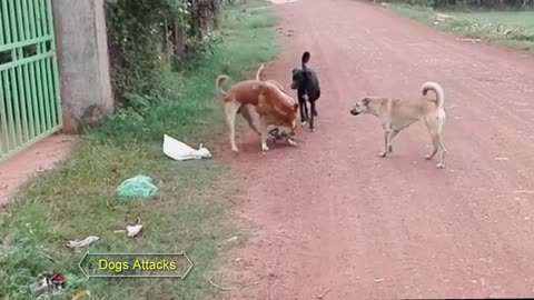 Dog boy vs Dogs Attacks Caught On Camera