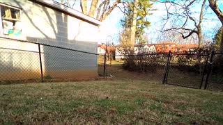 Neigborhood Albino Squirrel