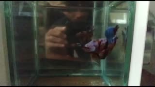 fierce betta fish