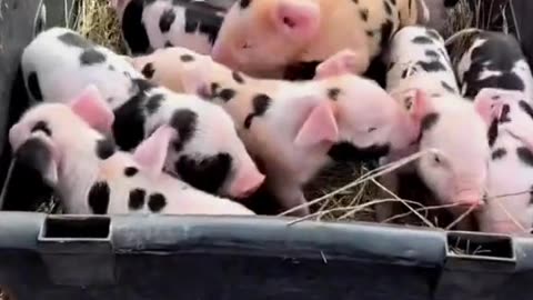 Cute piglets