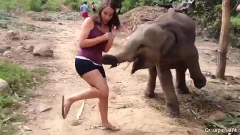 Funny different animals chasing and scaring