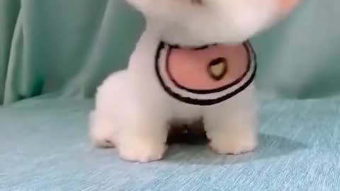 cute puppy (pet)