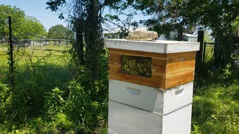 Stung in the a**. Flow hive modification update