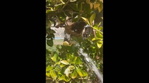 The dog is ambushed in the bushes, plays with water.