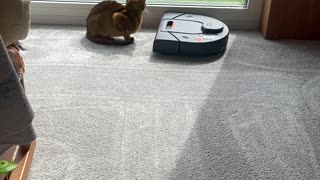 Robot Vacuum Cleans Around Cat
