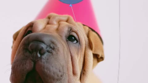 DOG CONGRATULATION SHAPPY BIRTHDAY