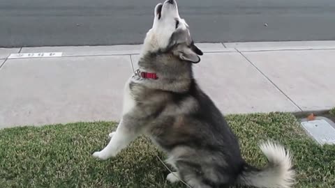 “This adorable husky gets excited whenever the ice cream truck passes by...”