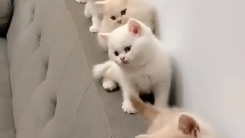 Beautiful cat playing video