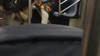 German shepard humps its owner on subway train