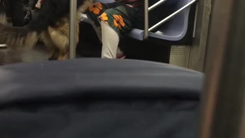 German shepard humps its owner on subway train