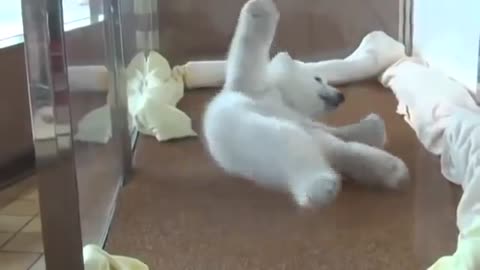 Polar bear tries to roll over