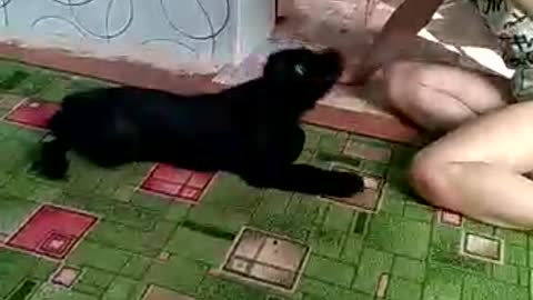 щенок пытается оторвать девочке косичку
