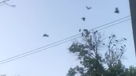 Crows going crazy