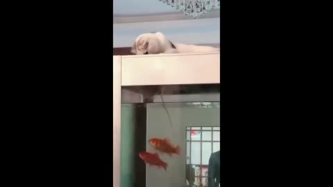 Funny cutest cats & dogs