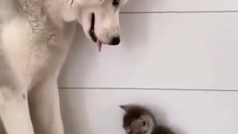 Husky loving her KITTEN