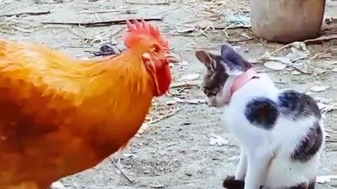 Funny vedeo Animals