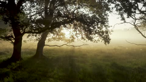 Beautiful Morning In a Beautiful Forest With a Warm Sunshine